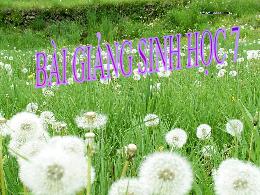 Bài giảng Sinh học 7 - Chương 3: Các ngành gi