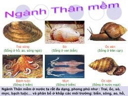 Bài giảng Sinh học 7 - Chương 4: Ngành thân m