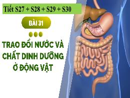 Bài giảng Khoa học tự nhiên 7 - Bài 31: Trao